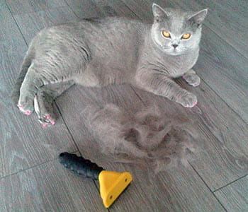 фурминатор для кошек