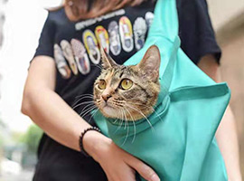 сумка для кошек