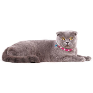 кошачий ошейник