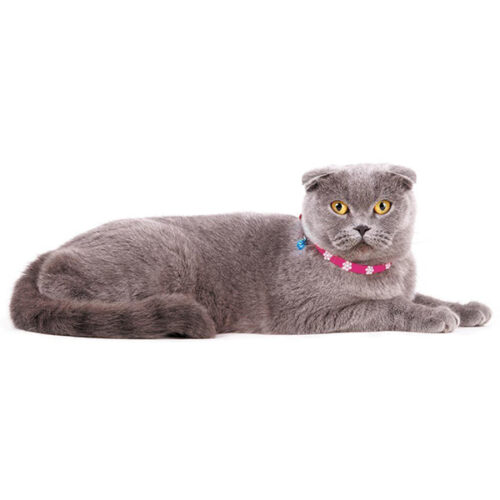 кошачий ошейник