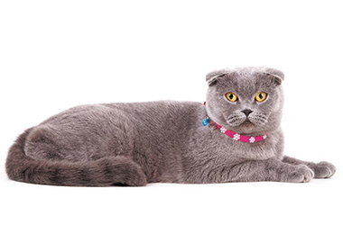 кошка в ошейнике