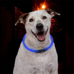 нашийник для собак що світиться