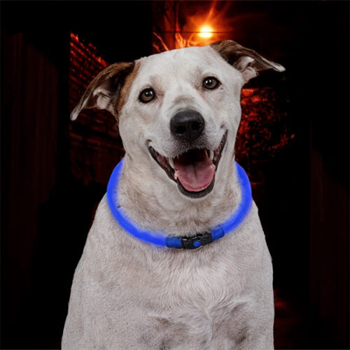 нашийник для собак що світиться