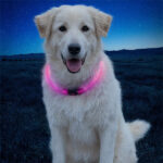 світиться нашийник собак usb led