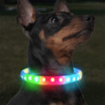 світиться нашийник usb для собак