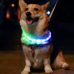 нашийник що світиться usb led