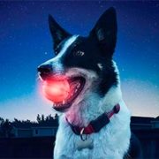 светящийся мяч для собак