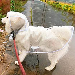 дощовик для собак