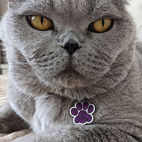 адресник медальон для кошек