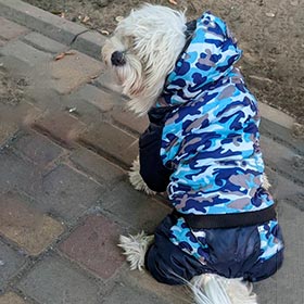 Одежда для собак - Купить в Киеве, Украине | DAMBO