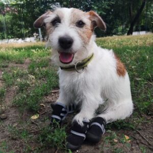 Дождевик для собак - ZooGadgets