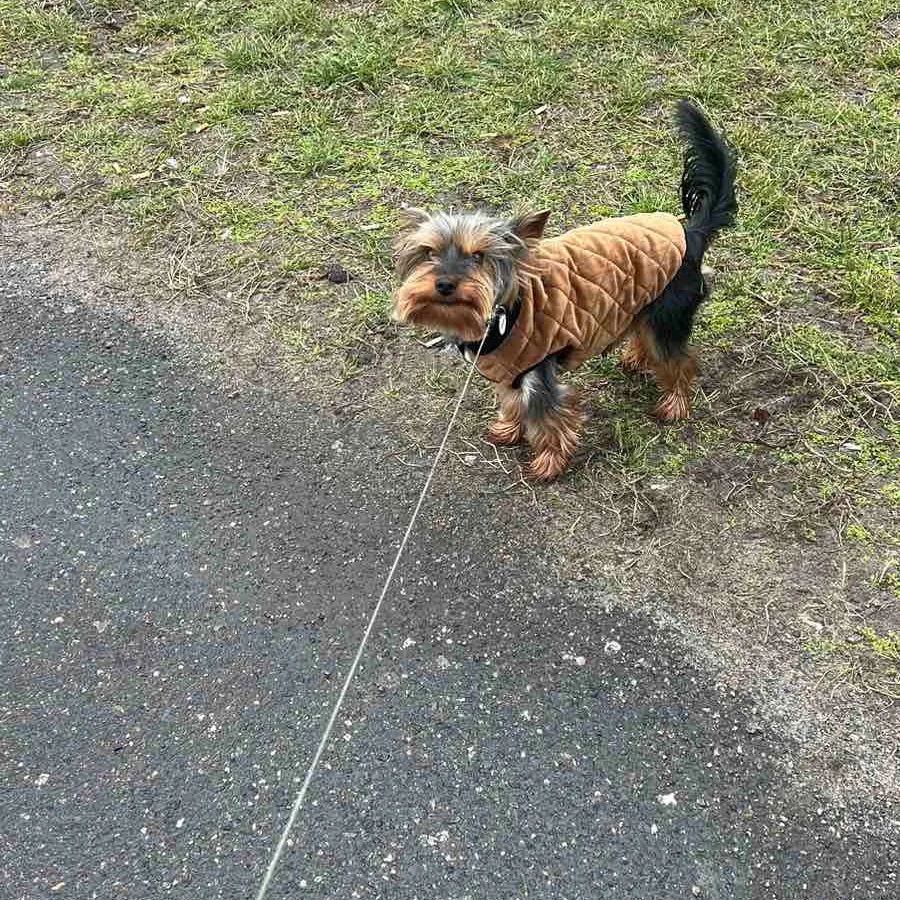 Двойная керамическая миска на подставке - ZooGadgets