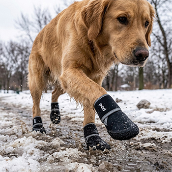 налапники взуття собак