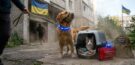 воздушная тревога и домашние животные